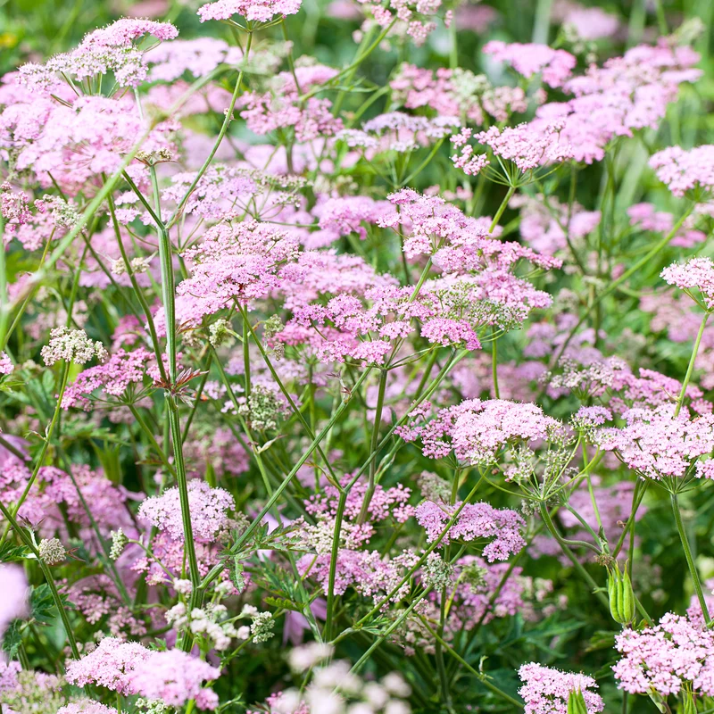 Große Bibernelle ‘Rosea’