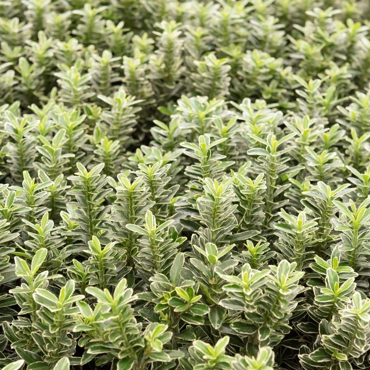 Japanischer Spindelstrauch Microphyllus Albovariegatus