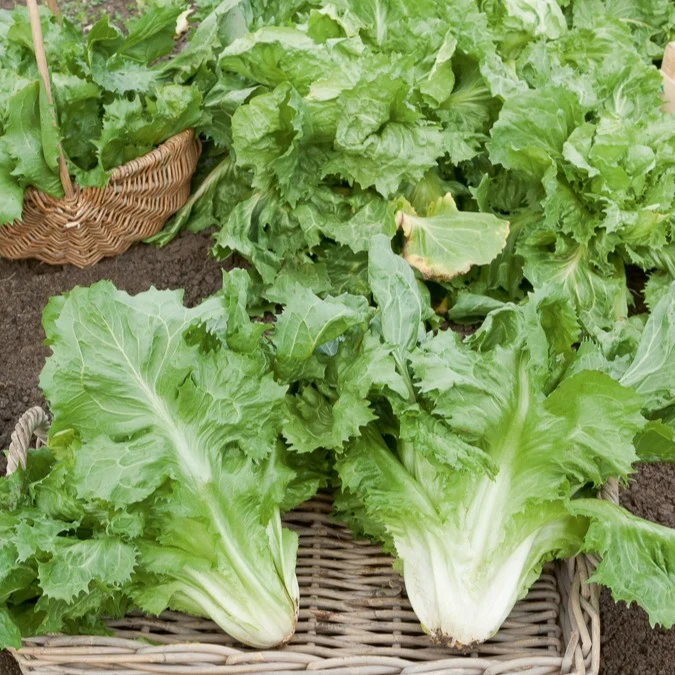 Endiviensalat ‘Cornet de Bordeaux’