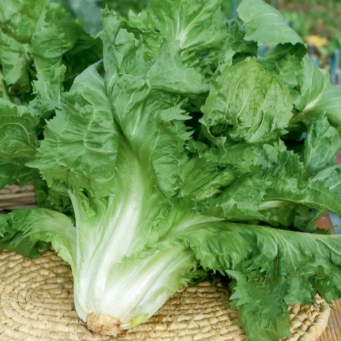 Endiviensalat ‘Cornet de Bordeaux’