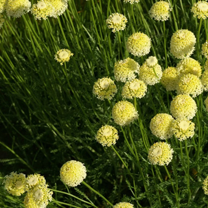 Heiligenkraut ‘Lindavica’