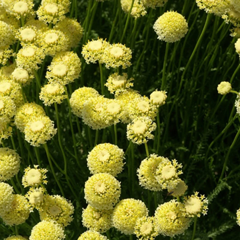 Heiligenkraut ‘Lindavica’