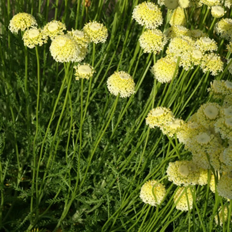 Heiligenkraut ‘Lindavica’