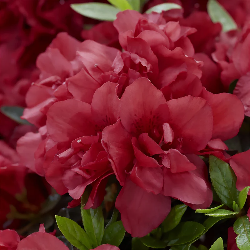 Japanische Azalee ‘Encore Autumn Fire’®