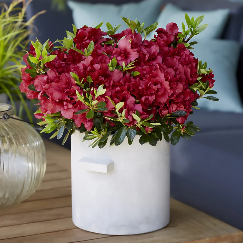 Japanische Azalee ‘Encore Autumn Fire’®