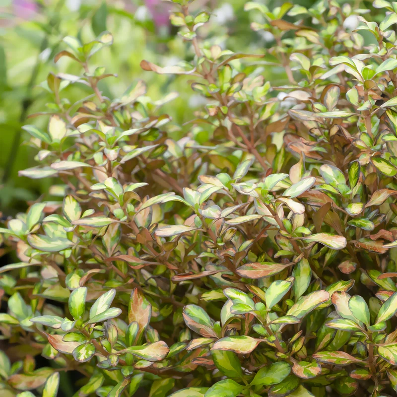Coprosma ‘Evening Glow’