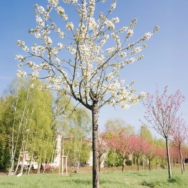 Vogelkirsche