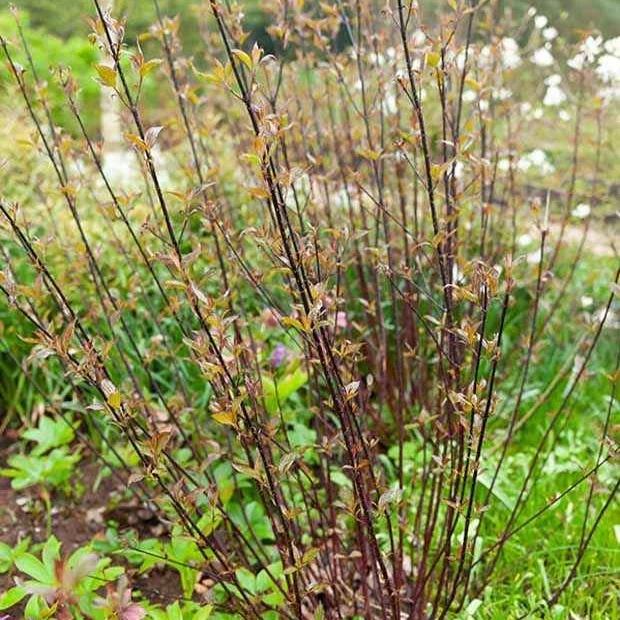 Schwarzholzhartriegel Kesselringii