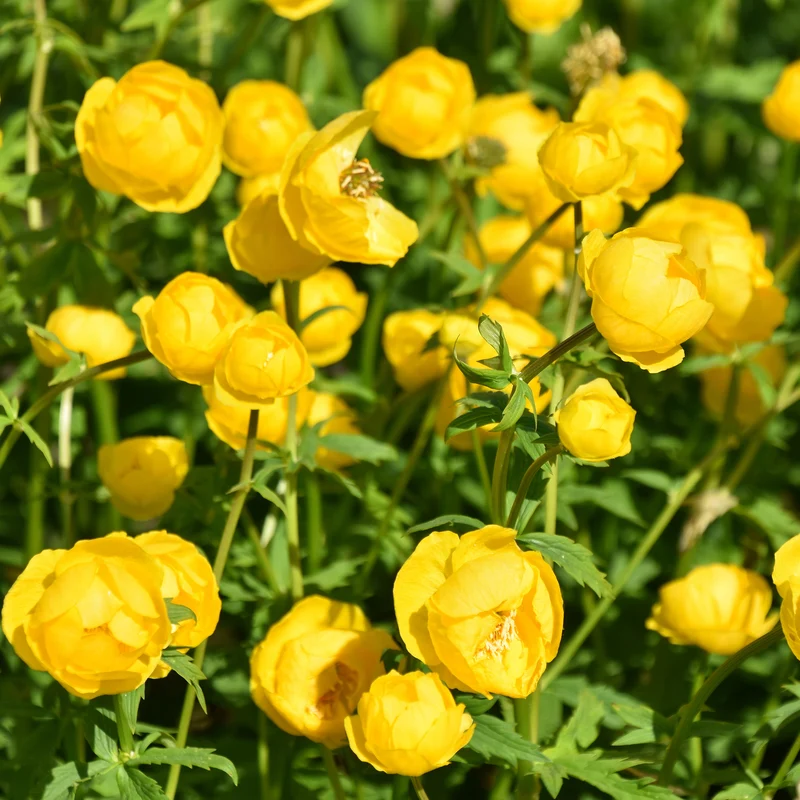 Europäische Trollblume