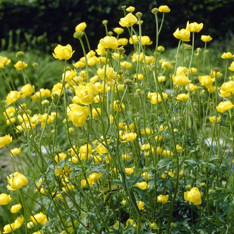 Europäische Trollblume