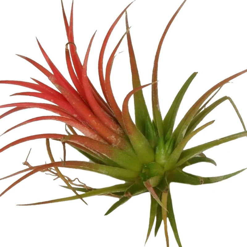 Tillandsia ionantha