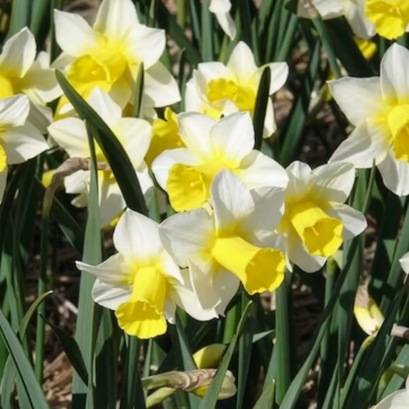 Narzissen Golden Echo (x7)