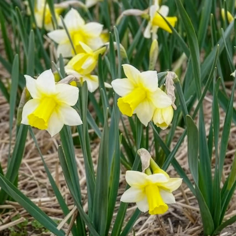 Narzissen Golden Echo (x7)
