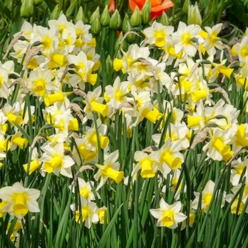 Narzissen Golden Echo (x7)