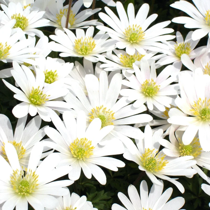 Griechische Anemonen White Splendour