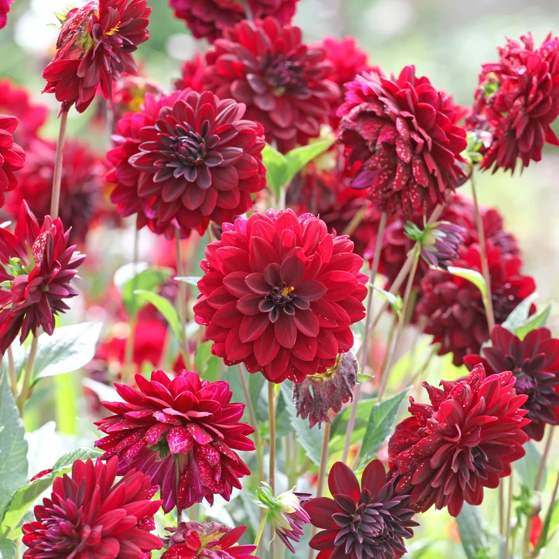 Dahlie ‘Arabian Night’