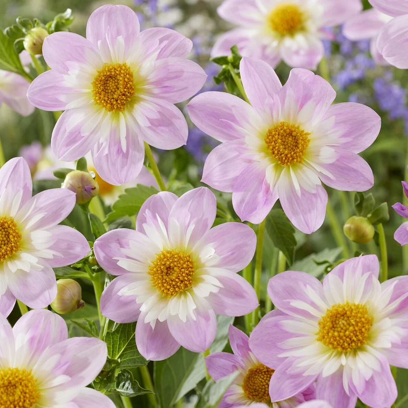 Halskrausen-Dahlie ‘Teesbrooke Audrey’