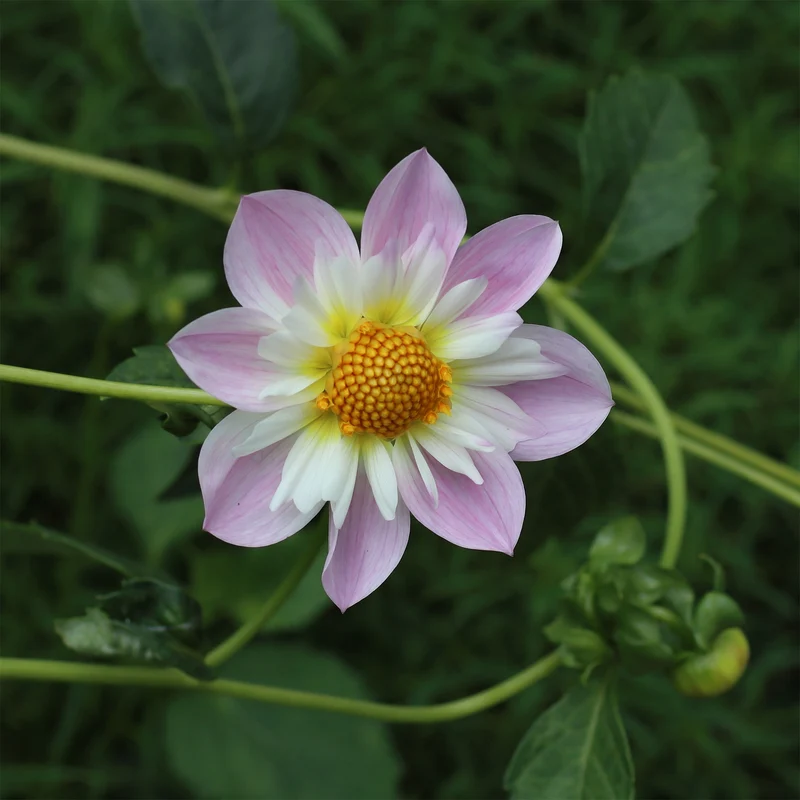 Halskrausen-Dahlie ‘Teesbrooke Audrey’