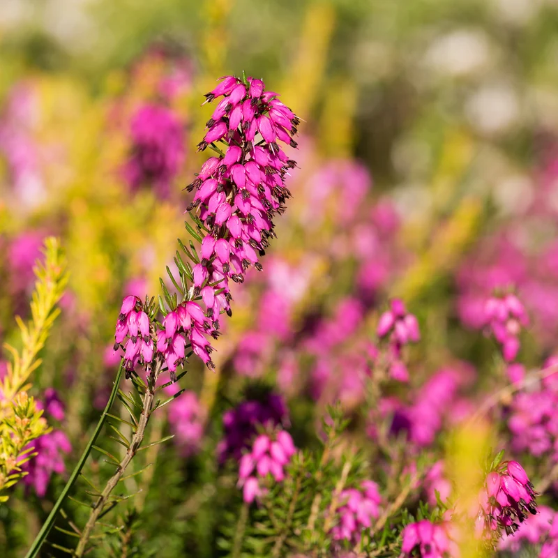 Winterheide ‘Myretoun Ruby’
