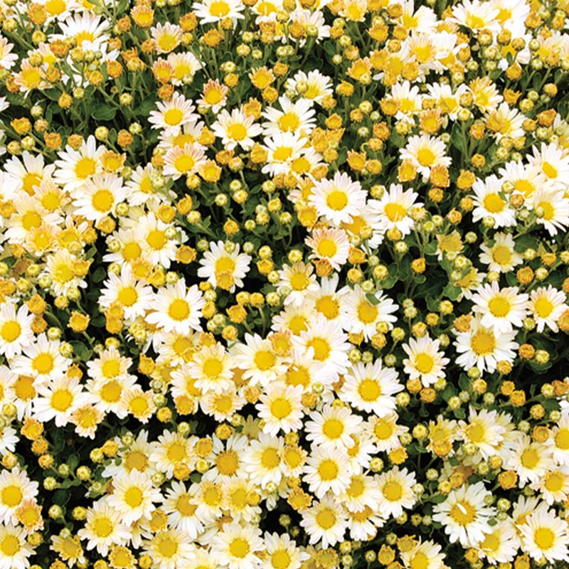Pazifik-Chrysantheme ‘Bengo Weiß’