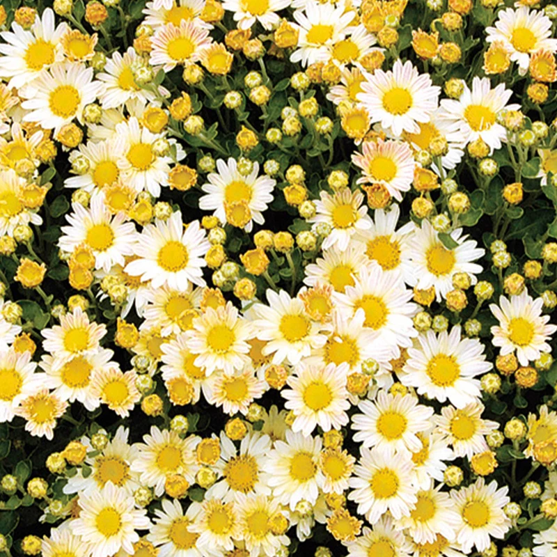 Pazifik-Chrysantheme ‘Bengo Weiß’