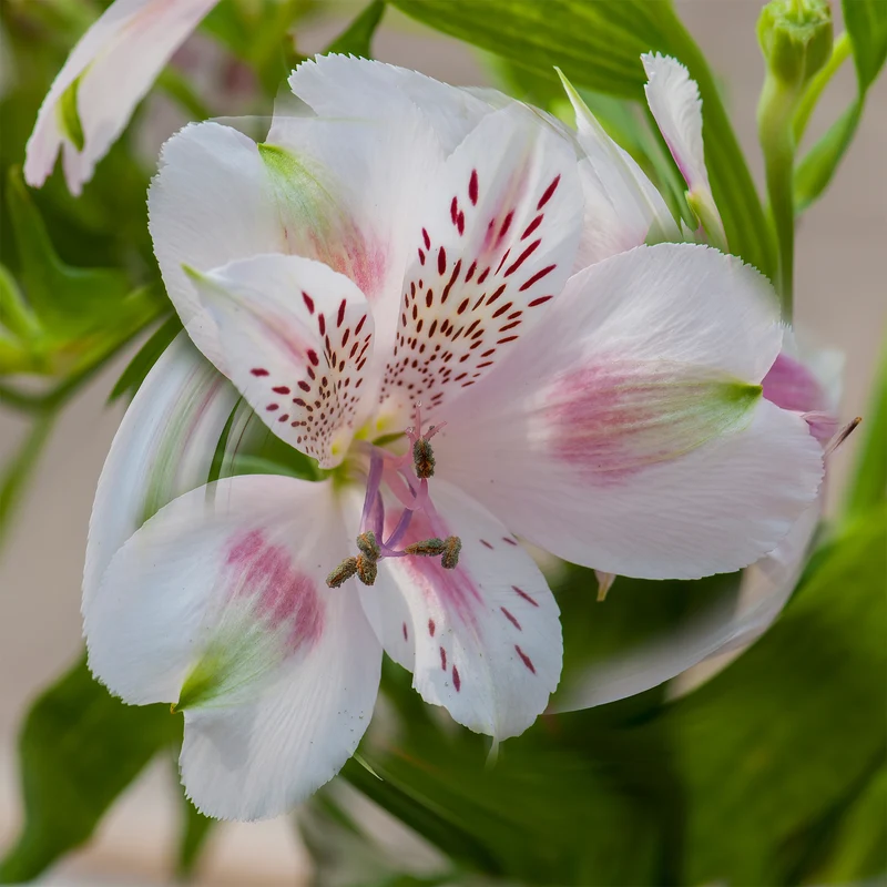 Inkalilie ‘Duchesse d’Anjou Béatrice’