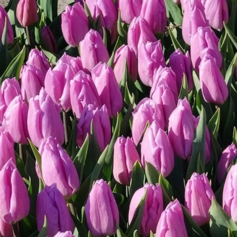 Triumph-Tulpen Candy Prince