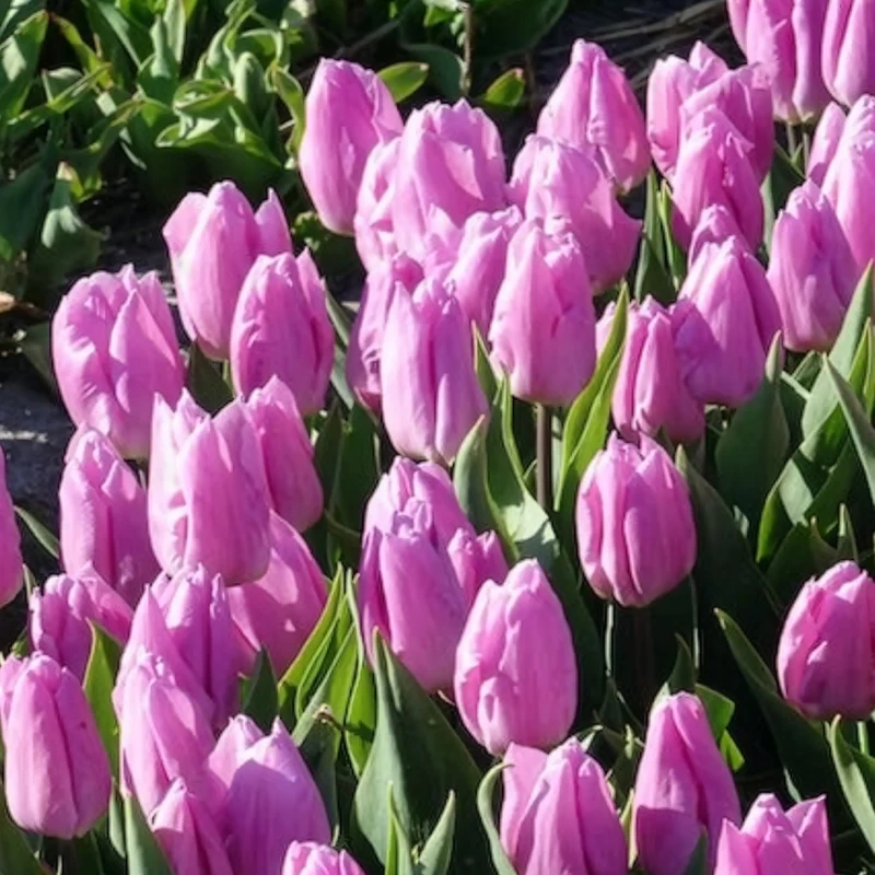 Triumph-Tulpen Candy Prince