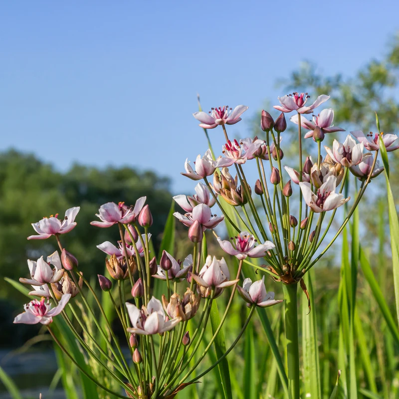 Blumenbinse