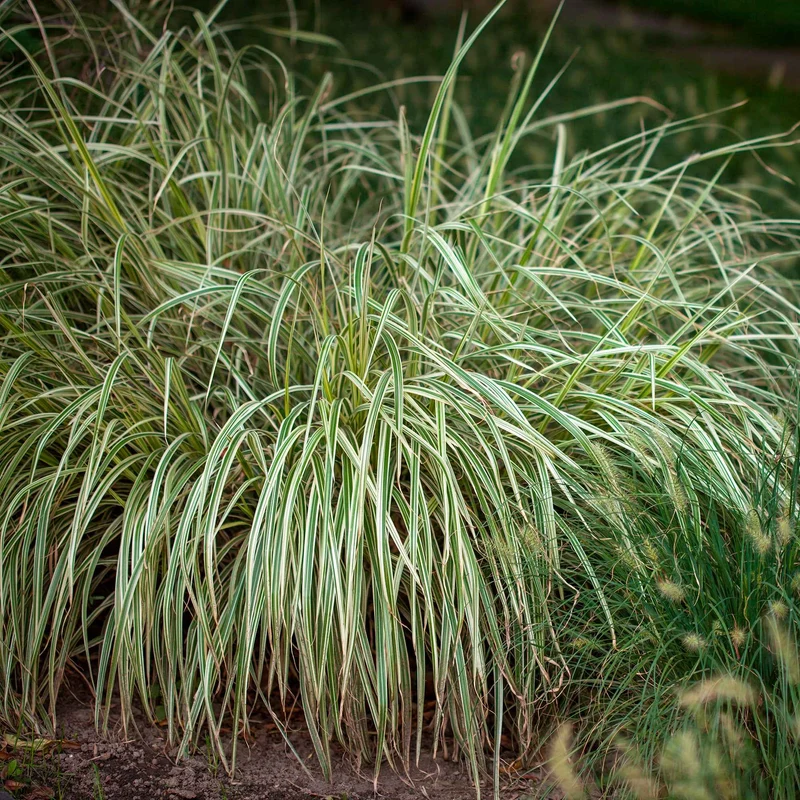 Segge 'Variegata'