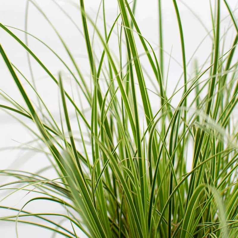 Segge 'Variegata'