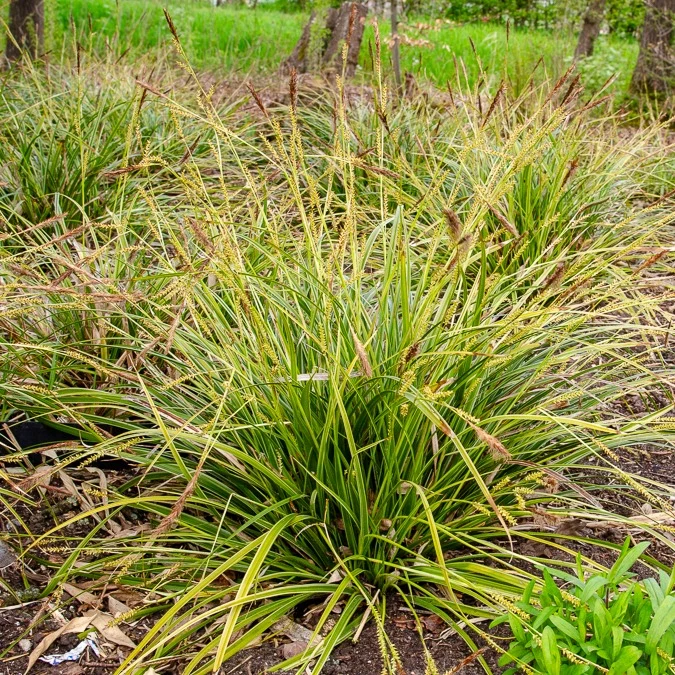 Segge 'Variegata'