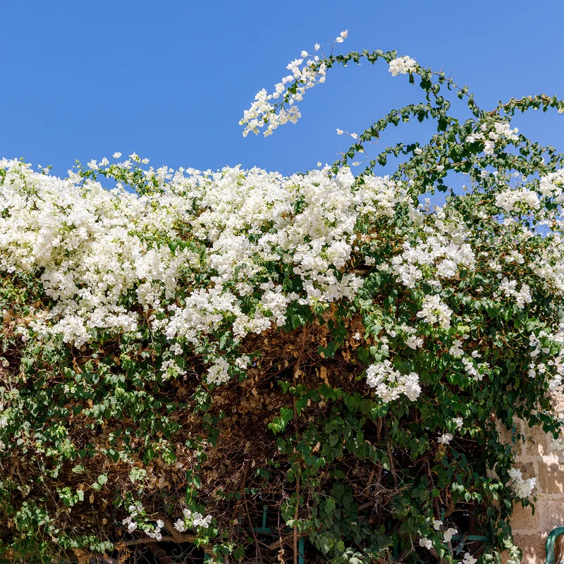 Bougainvillea weiß