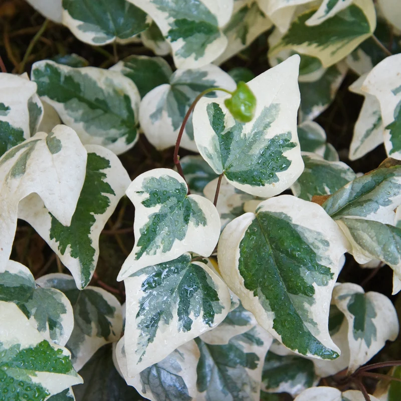 Algerischer Efeu ‘Gloire de Marengo’