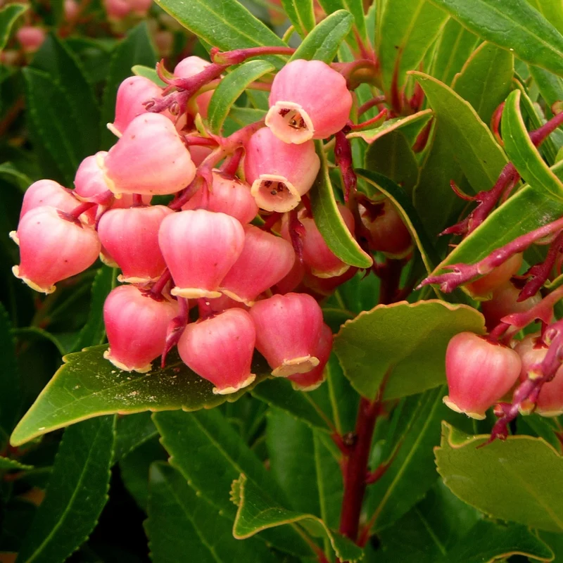 Erdbeerbaum ‘Compacta’