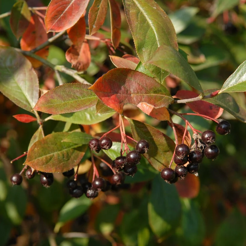 Schwarzfruchtige Apfelbeere Nero