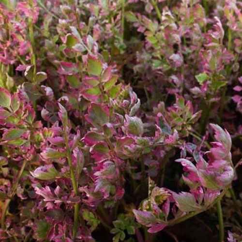 Röhriger Wasserfenchel ‘Flamingo’