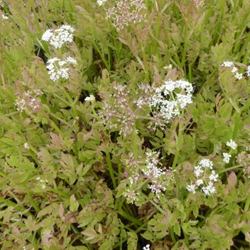 Röhriger Wasserfenchel ‘Flamingo’