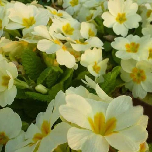 Gartenprimel