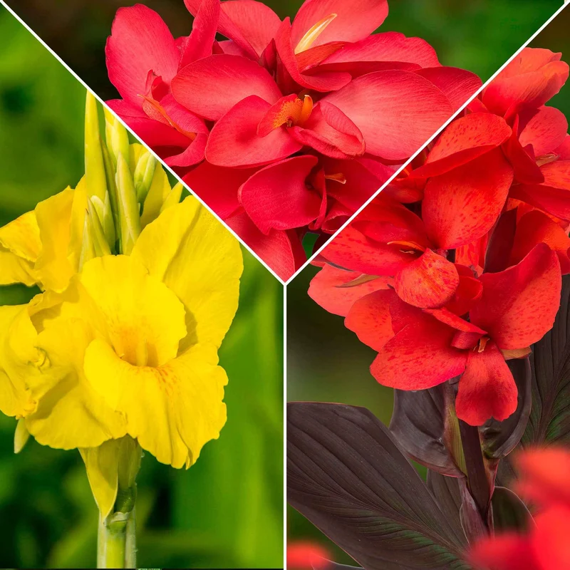 Indisches Blumenrohr Mischung (x5)