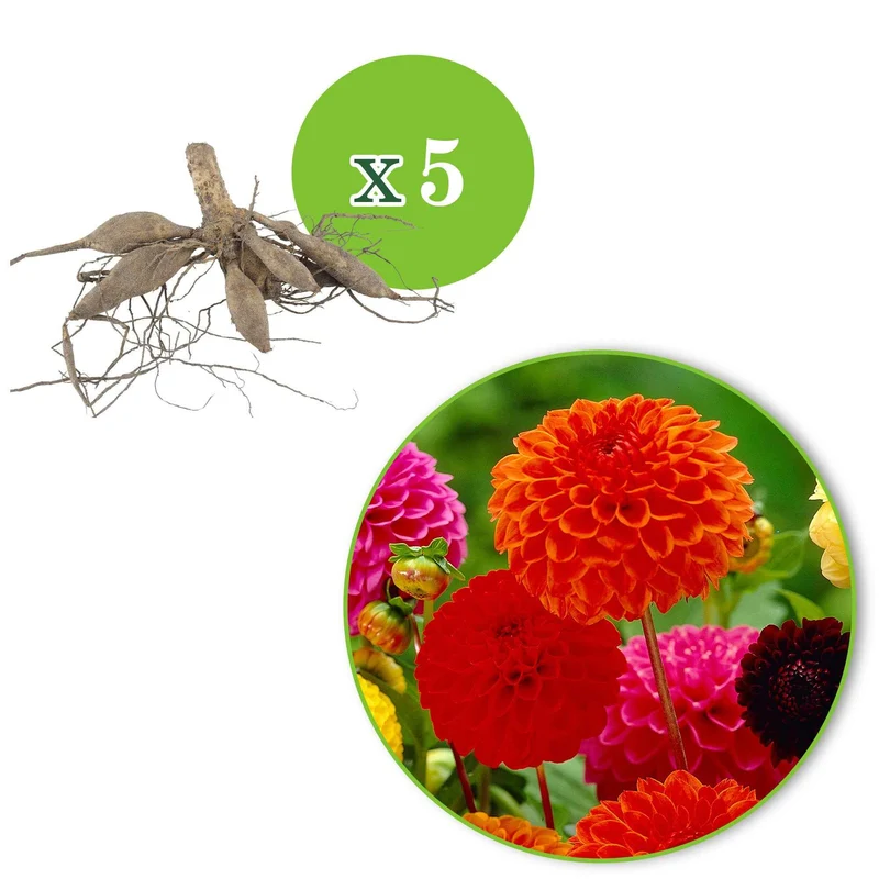 Pompon-Dahlien Bio Mischung (x5)