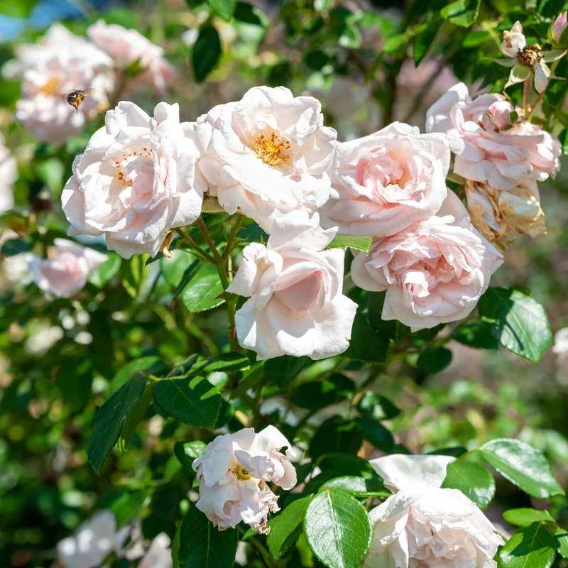 Kletterrose 'New Dawn'