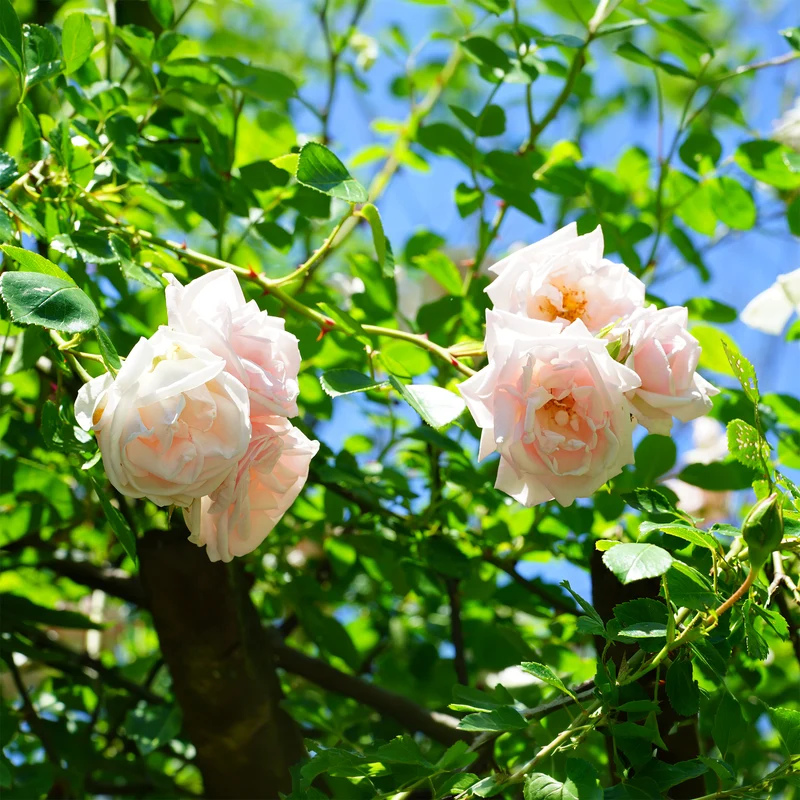 Kletterrose 'New Dawn'