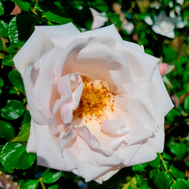 Kletterrose 'New Dawn'