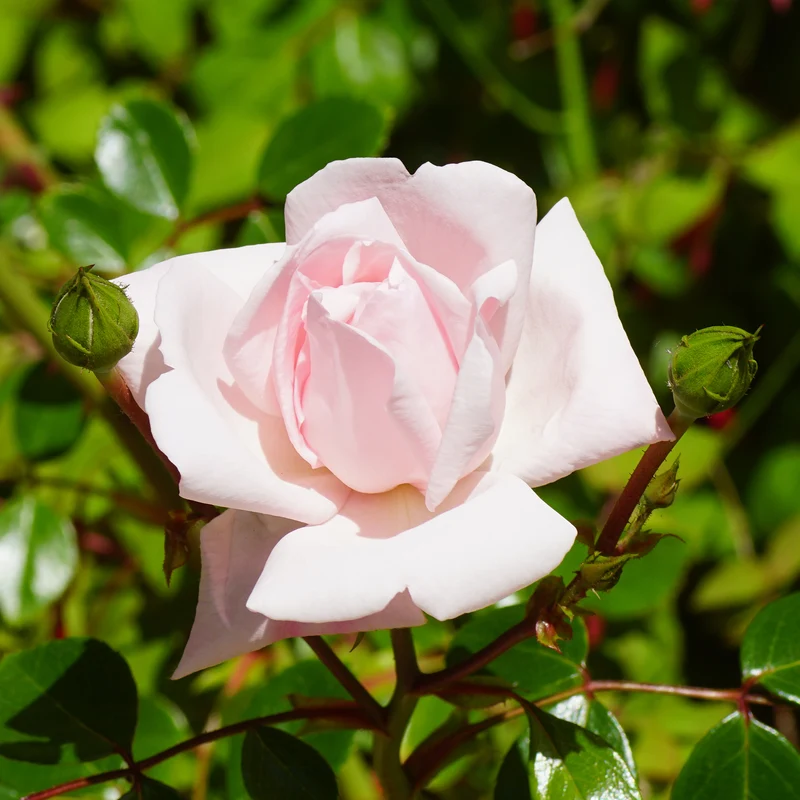 Kletterrose 'New Dawn'