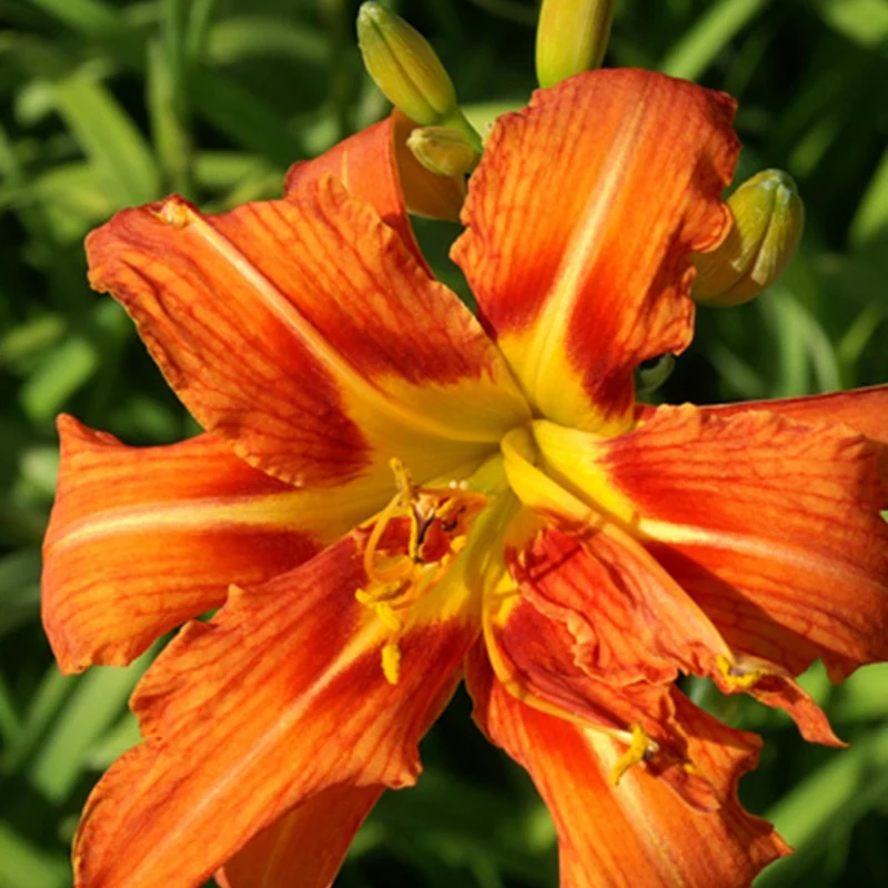 Gelbe Taglilie 'Flore Pleno'