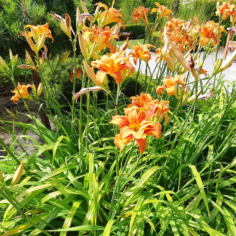 Gelbe Taglilie 'Flore Pleno'