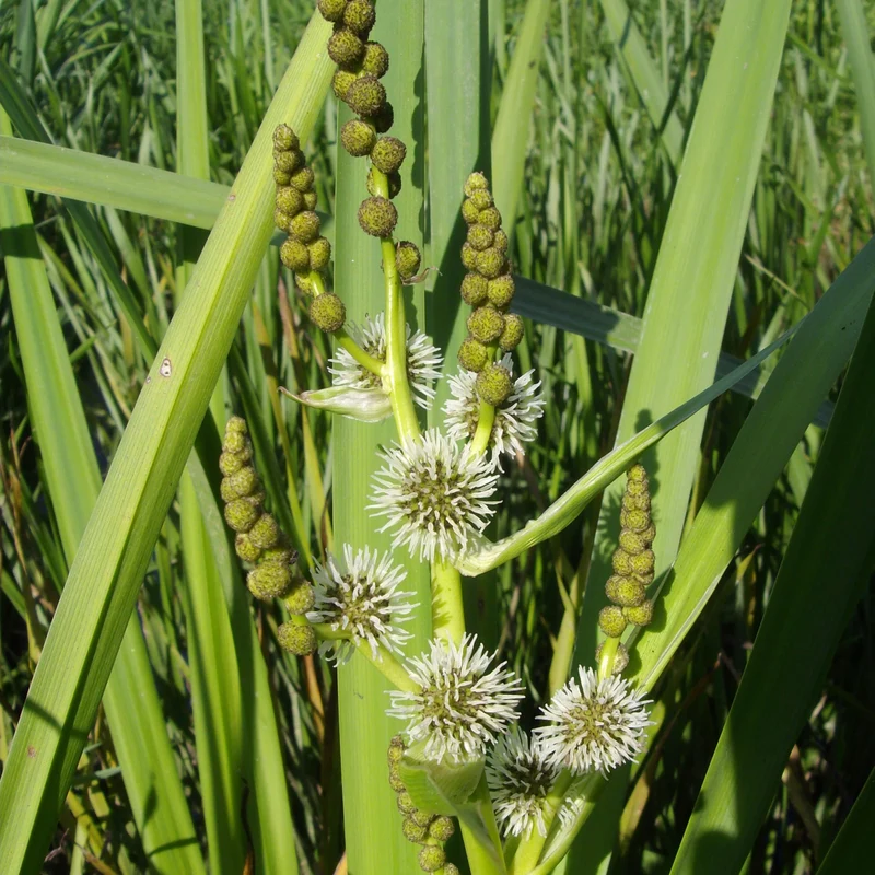 Igelkolben