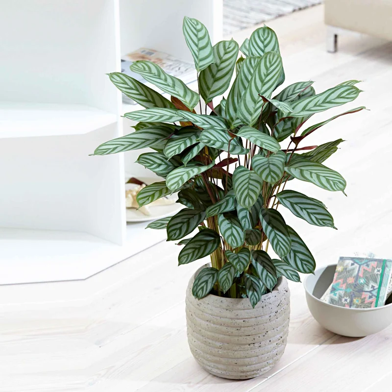 Korbmarante 'Compact Star'