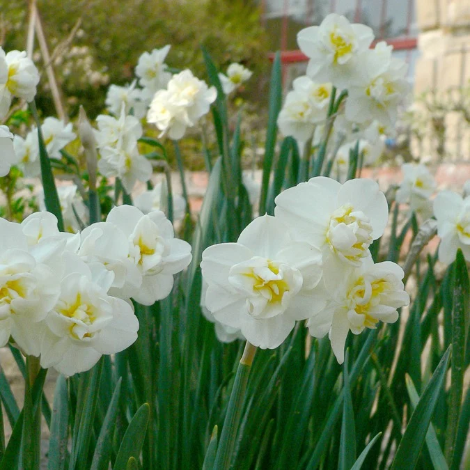Narzissen ‘Cheerfulness’ (x5)